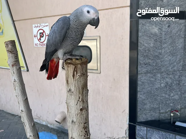 African grey fully tamed and playful