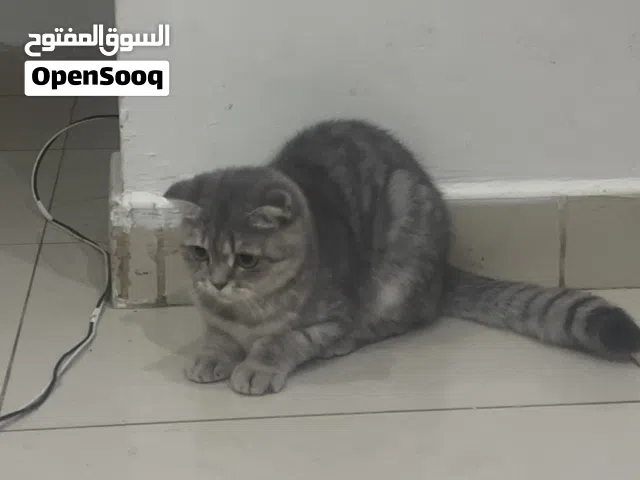 قط سكوتش فولد