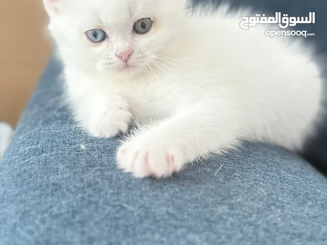 Cats for adoption with fees Scottish Fold and straight 2 months Location Dubai