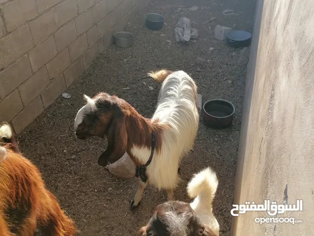 ماعز بلدي للبيع