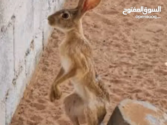 ارانب برية للبيع