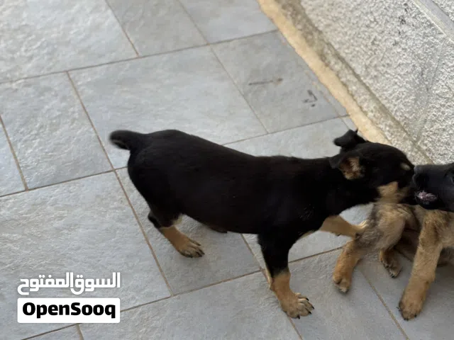 كلب جيرمان عدد 2 العمر شهرين