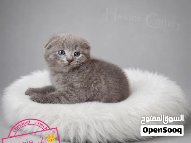 سكوتش فولد بلو بيور للبيع – تريبل فولد / دبل فولد / ستريت
