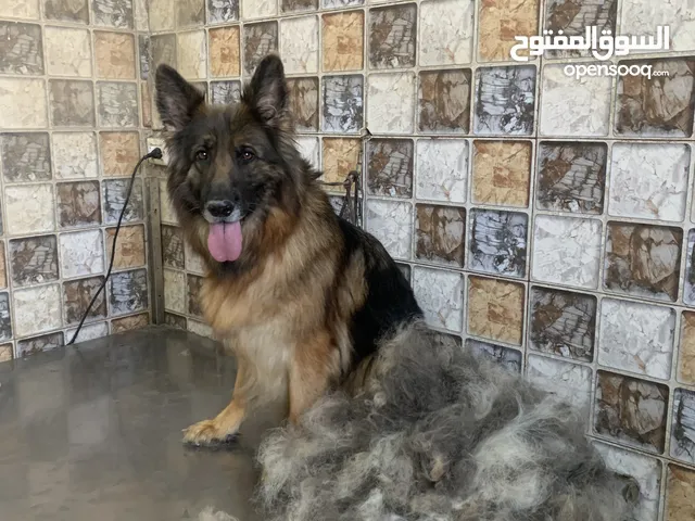 حمم كلبك بهالصيف