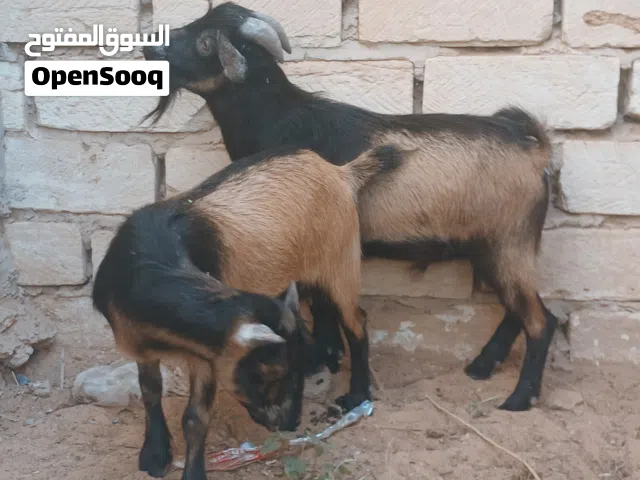 لأصحاب الاستراحات والمنتزهات والحدائق عرض فاخر كوبية كردية لون سمح الله يبارك
