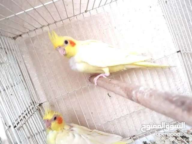lutino Cockatiel chicks fully yellow