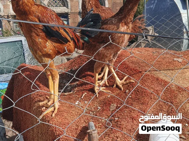 دجاج شامو ياباني مصارع عملاق  ديك و دجاجتين العمر 5شهور