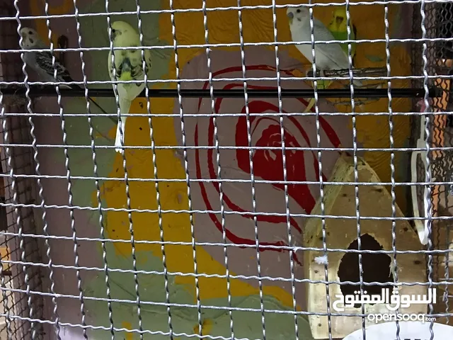 عصافير ممتازة في حالة مبهجة