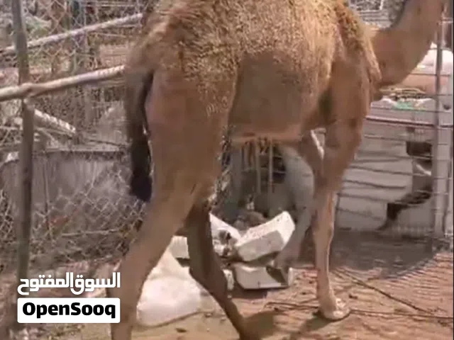 قعدان 2  القعود الاول 6 شهرر وااثاني 5 شهور سمان