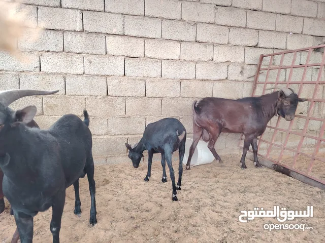 معز مورسيانو دم نقي سلالة حليب  مكان الكريمية