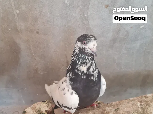 ذكر حمام شقلاب