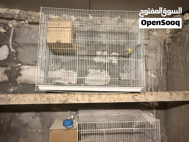 اقفاص جديدة استعمال قليل يرهم كوكتيل كاسكوا دره روزله برانكيت جميع الطيور وأحجام كبار مع محميه للبع