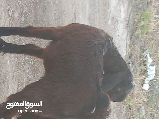 عنزه شاميه معه صخله عمر 3 شهور