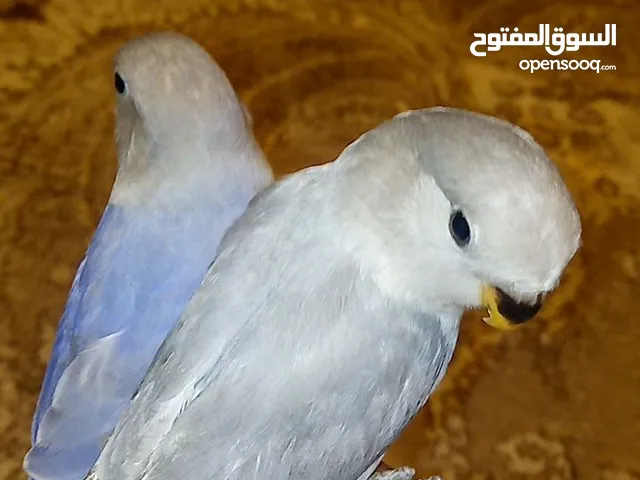 ببغاوات روز اثنين اليفات شوف الوصف