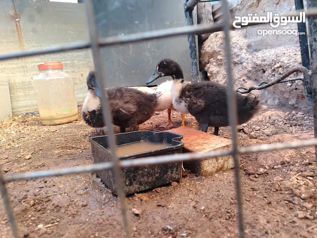 بط للبيع عمر أربعين يوم