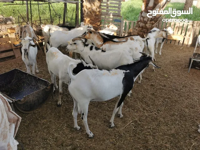 تيوس صومالية
