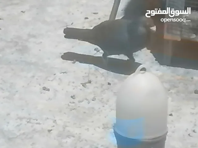 حمام للبيع
