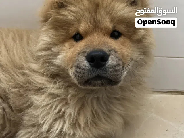 Toni 2025 للبيع