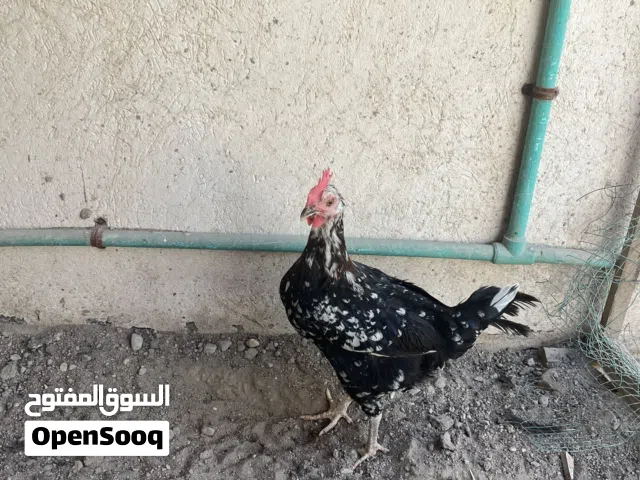 دجاجة عرب لون حلو بياضة مال بيت