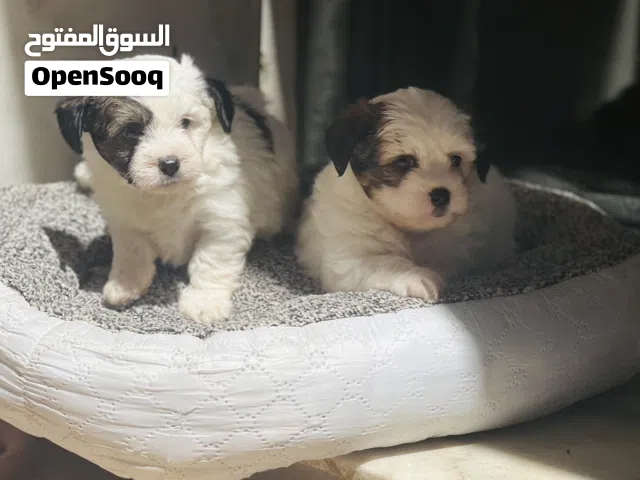 جروي شيتزو