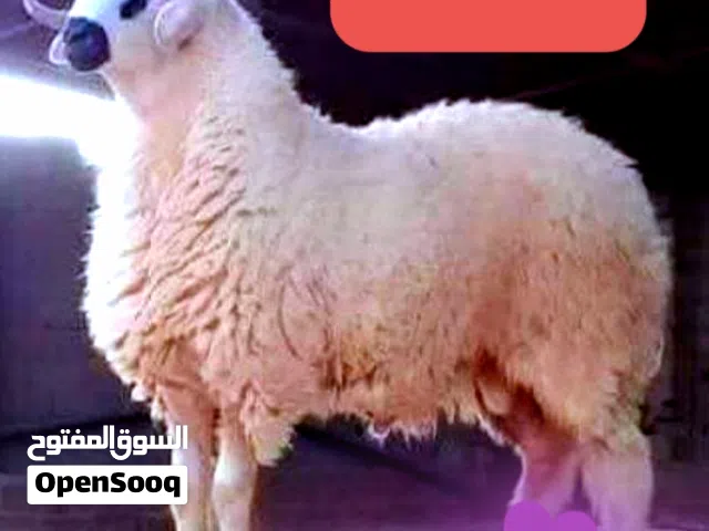 قصاب متنقل تحت الطلب لجميع مناطق الكويت