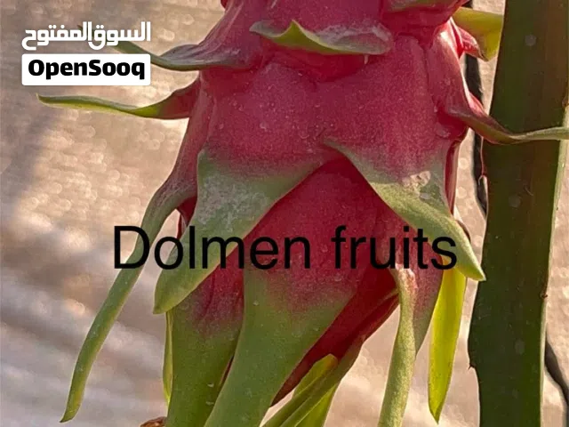 تعلن مزارع دولمن عن توفر أشتال دراقون فروت أحجام من 40 سم لغاية المترين من مختلف الأصناف.