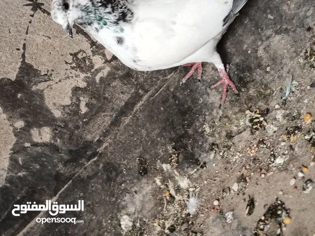 حمام تور مخاليف