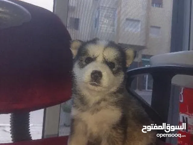 Husky 45 jours