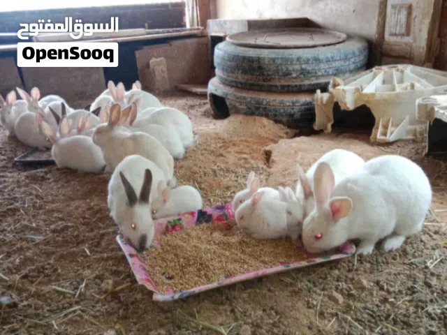 بسم الله ماشاء الله ياخوان 10 اناثي فرنسي و 3 اذكور و 8 فراخ ادفع بحق الله و شيل