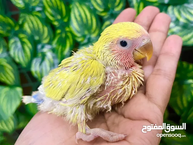 Lovebirds & Fischer Chicks – Friendly Active and Ready for Bonding.