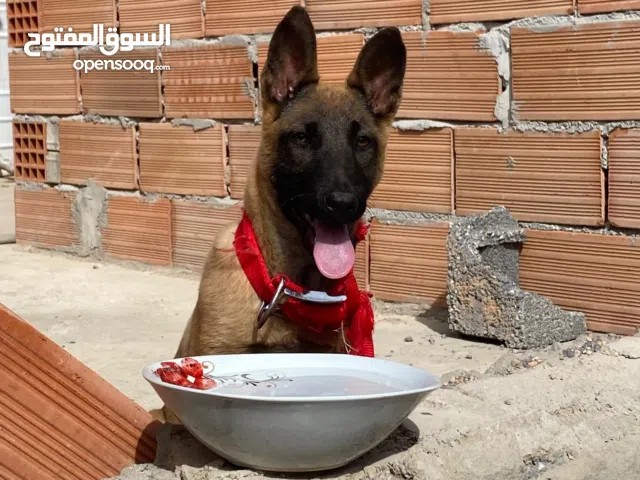 جرو ملينوا نتايه للبيع