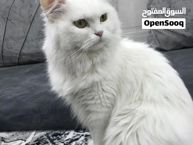 قط شيرزاي للبيع مع اغراضهن الكامله