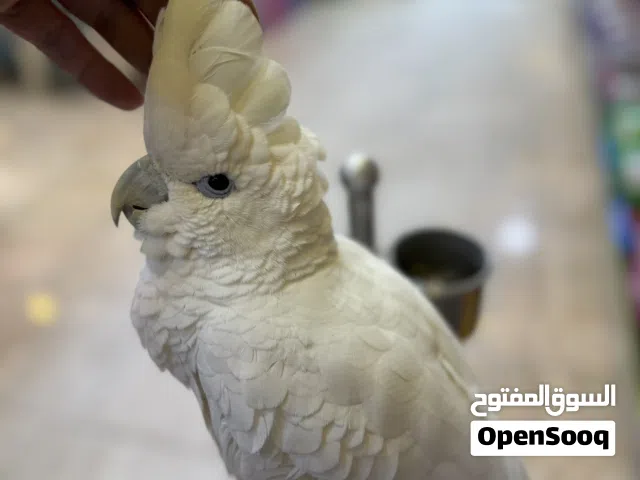 ببغاء كوكاتو جوڤن اليف جدا جدا