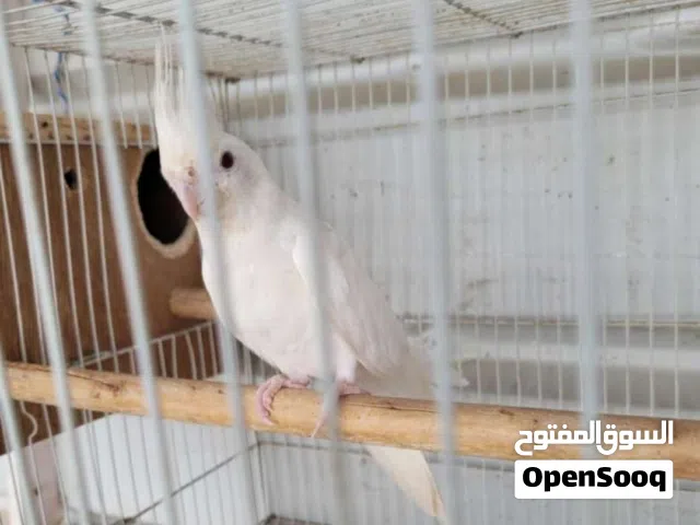 albino red eye cocktail pair for sale