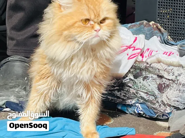 شيرازي(مون فيس)