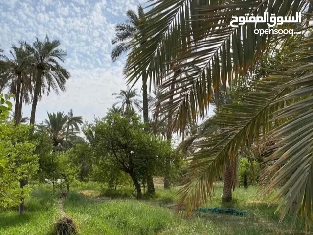 شاليه للبيع ع شط العرب مساحه دونم ونص يتضمن بيت كامل ونخل برحي