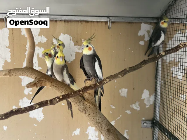 طيور الكوكتيل للبيع