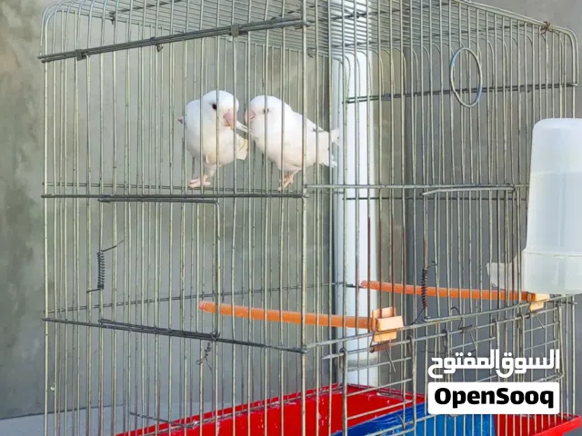 انضر الوصف