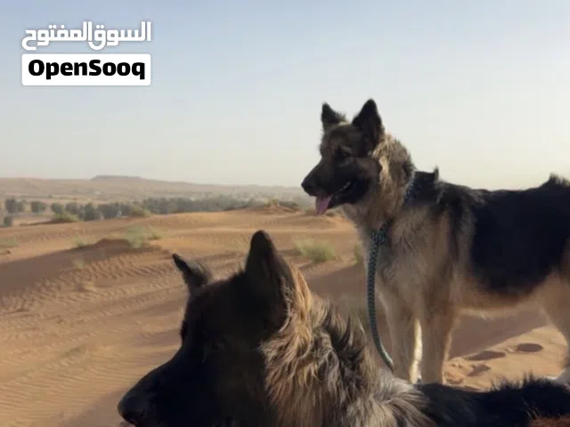 جيرمن شبر ذكر وأنثاه مدربات