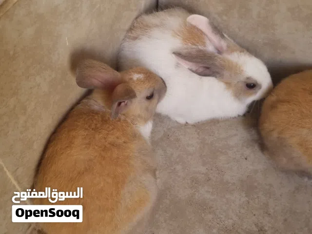 متوفر ارانب للبيع ذكر و 3 اناث عمر 3 اشهر الوصف