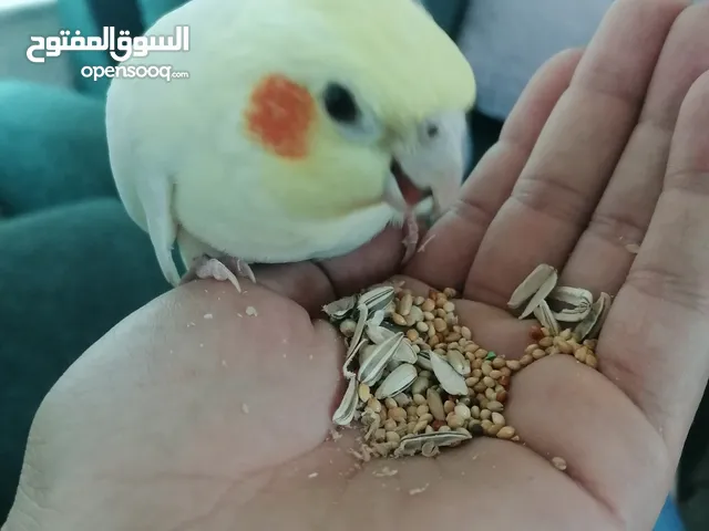 ببغاء ذكر كوكتيل اليف كلام وتصفير وتغريد