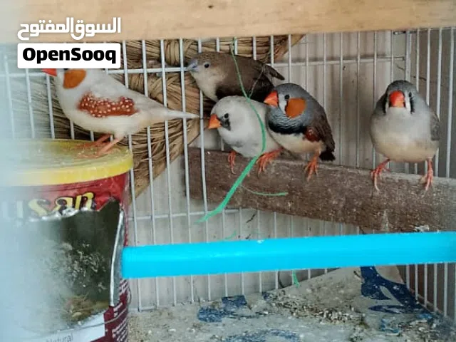 زيبرا اورنج