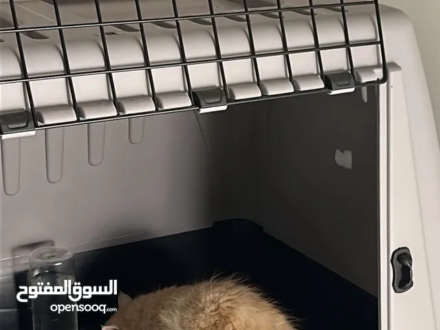 صندوق للحيوانات