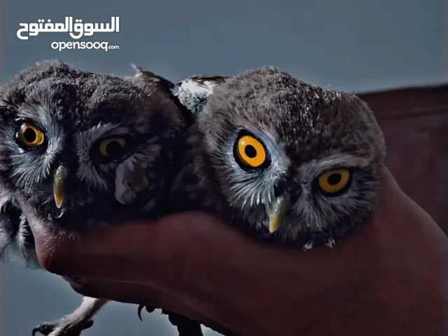 بوم قزم شغال