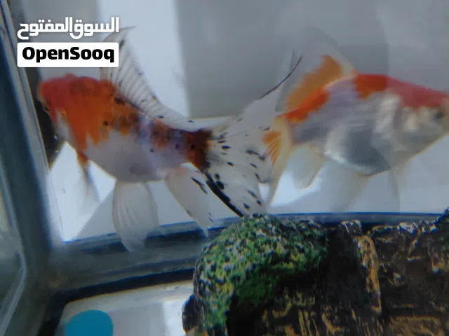 جوز حوت لبيع في بنغازي