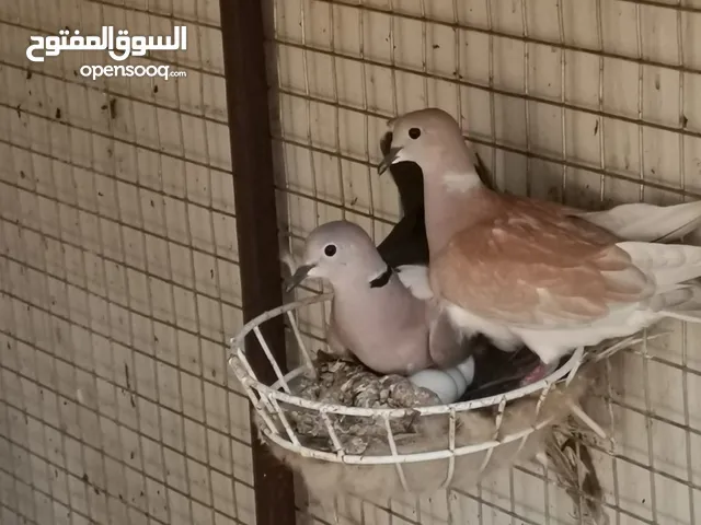 حمام راعبي