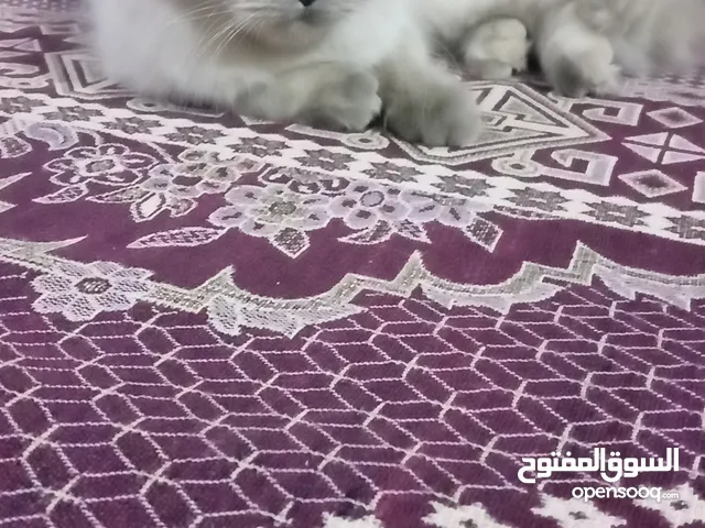 راغدول هملايا