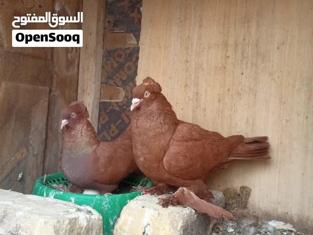 متاح زوج رواعب بزارات