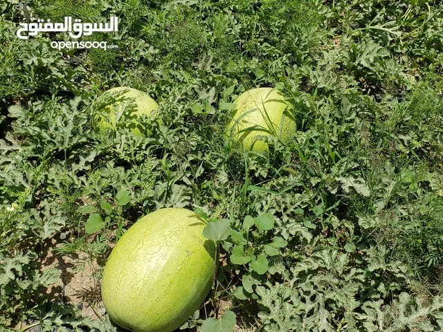 حبـــــــحب او بطيخ  يــمــــني للتصدير watermelon Yemeni For export