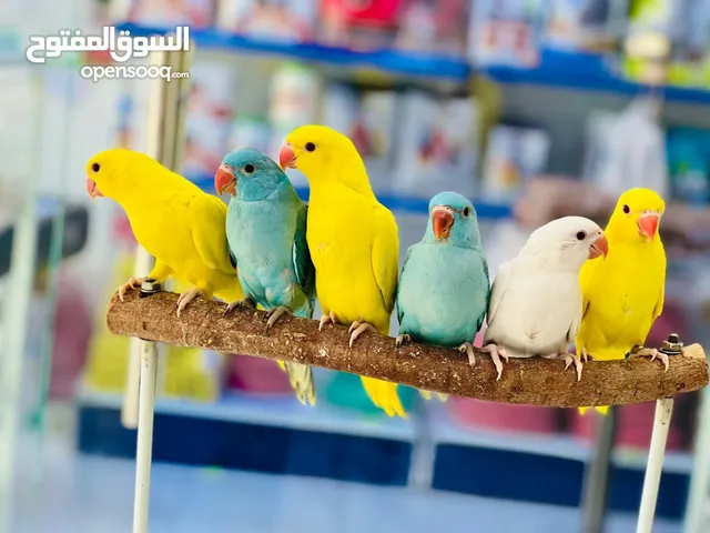 متو نهاية غر افضل عمر للتدريب